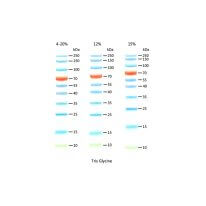 10-250KD Prestained Protein Ladder  D1012-A D1012-B